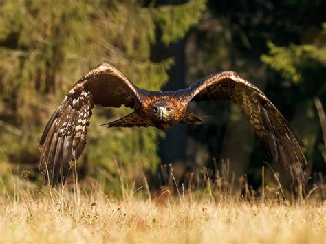 Golden Eagle Migration: A Complete Guide to Their Journey… | Birdfact