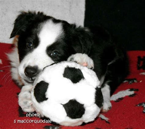 AMBER ROSE FANS: Border Collie puppies for sale