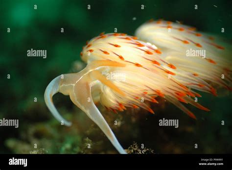 A sea rabbit Stock Photo - Alamy