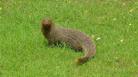 25 Interesting Facts about Indian Grey Mongoose - World's Facts