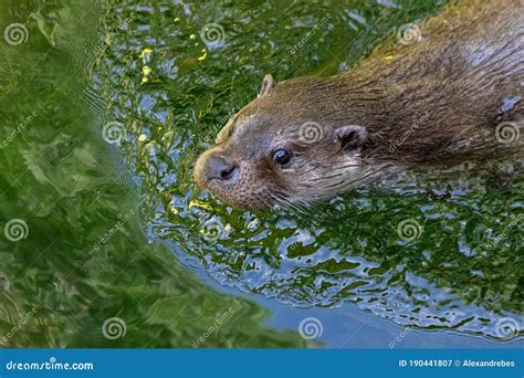 European Otter Swimming in the Lake Stock Image - Image of european, white: 190441807