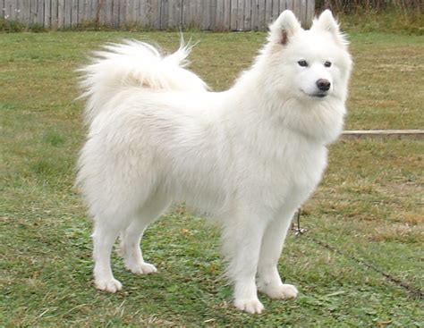 Samoyed dog on the grass photo and wallpaper. Beautiful Samoyed dog on the grass pictures