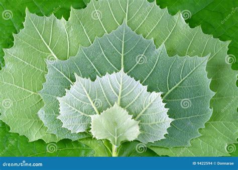 Sycamore leaves design stock photo. Image of fragility - 9422594