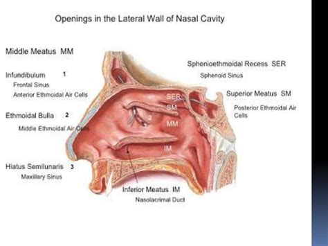 endoscopic anatomy of nasal cavity