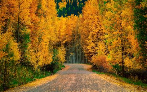 Aspen Trees Wallpapers - Top Free Aspen Trees Backgrounds - WallpaperAccess