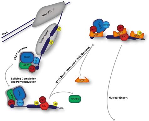 The mRNA nuclear export pathway. The bulk of mRNA is exported into the ...