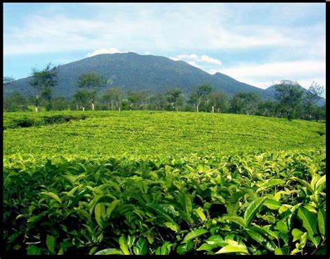 Menyusuri Indahnya Perkebunan Teh di Agrowisata Tambi