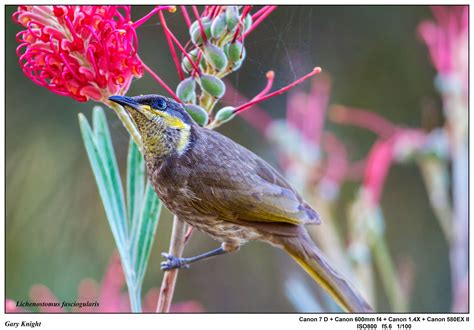 Australian Honeyeaters - Oz Outdoor Photography AustraliaOz Outdoor ...