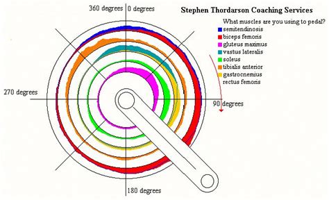 Which Muscles are Really Used During the Pedal Stroke? - Pinkbike ...