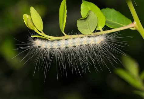 Fall Webworm Hyphantria Cunea Caterpillar Insect on Leaves. Stock Image - Image of pests ...