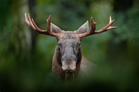 Så håller du älgen borta från din trädgård – Villalivet.se