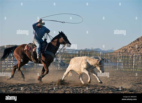 Cowboy Lasso Calf High Resolution Stock Photography and Images - Alamy