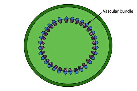 Cross Section Of A Monocot Stem