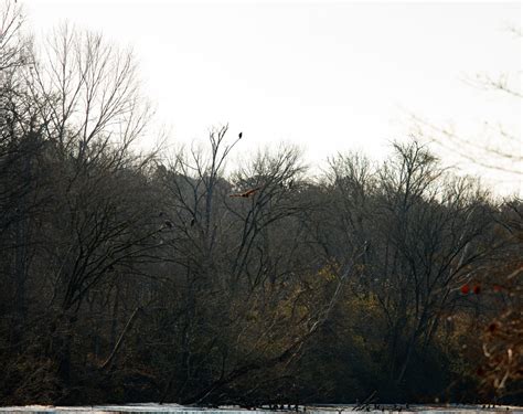 Photographing Bald Eagles at Jordan lake dam – Best Life Birding