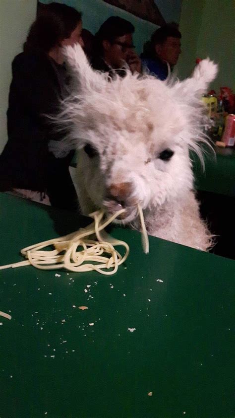 Llama eating pasta - Meme Guy