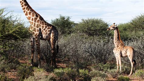 How a Dwarf Giraffe Discovery Surprised Scientists - The New York Times