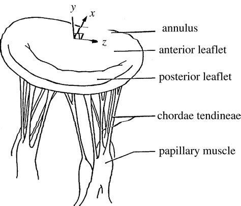 Chordae tendineae - Location, Function and Pictures