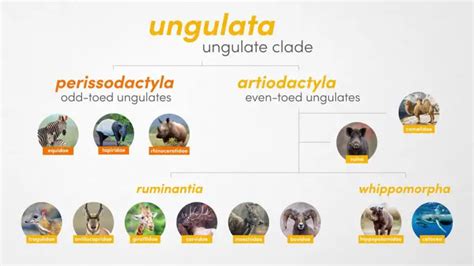 All 13 Types of Ungulate (Odd/Even-Toed &... Whales?) | Textbook Travel