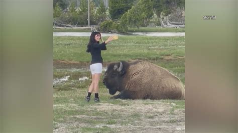 No selfie control? Woman caught taking risky photo with bison in Yellowstone