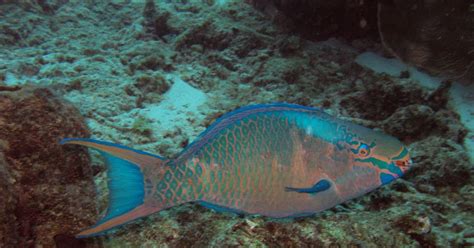 Rambling Jill: Queen Parrotfish