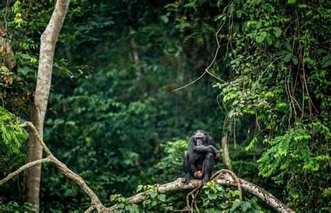 Revealed: The most tranquil woodlands in the world