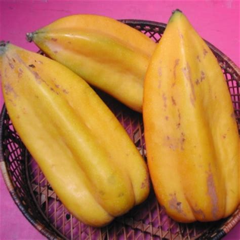 Babaco (Champagne Fruit) - Vasconcellea ×heilbornii (Carica pentagona) - Growing tips