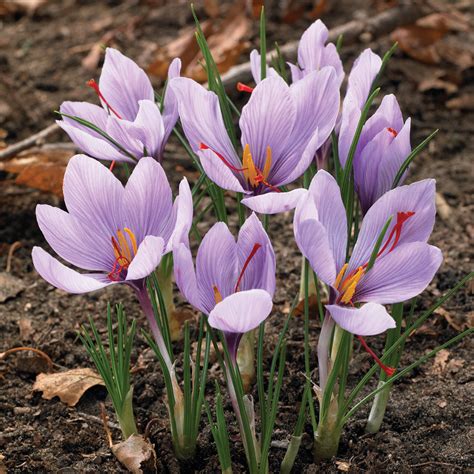 Saffron Crocus Bulb - Territorial Seed Company