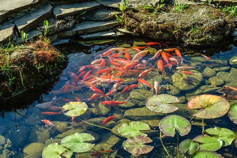 Starting a Koi Pond – Our Step-by-Step Instructions!