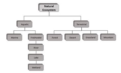 Explain the classification of ecosystem?