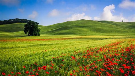 HD wallpaper: Beautiful hills meadow landscape, trees, poppies, summer | Wallpaper Flare