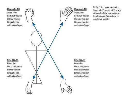 PNF D1 flexion, D1 extension, D2 flexion, D2 extension diagonals. | Career/Professionalism/Goals ...