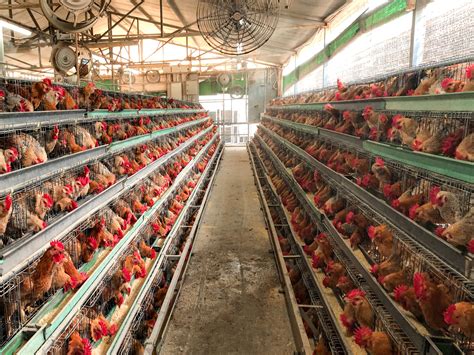 What it’s Like to Work in a Commercial Chicken Farm | by Christie Li ...