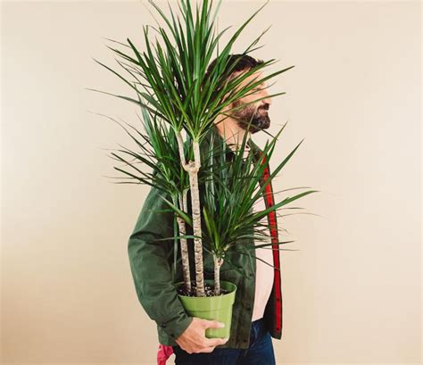 Dracaena Marginata Cane | Information + Care Tips | The Fernseed