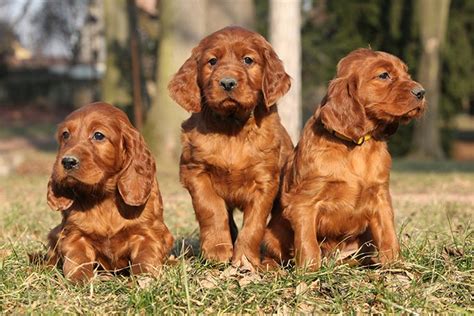 Irish Setter Puppies For Sale - AKC PuppyFinder