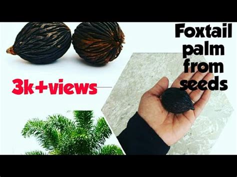 Grow foxtail palm at Home/foxtail palm seeds germination - Herbal Plant ...