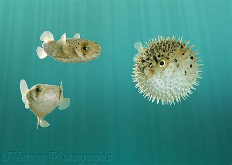 Pufferfish normal & inflated photo WP03913