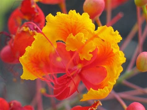 Red Bird of Paradise-Caesalpinia Pulcherrima