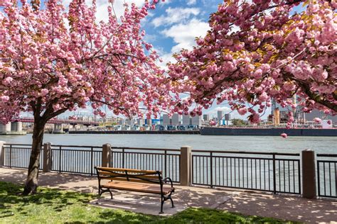 Cherry Blossoms in NYC: Celebrate in All Kinds of Ways! – New York Family