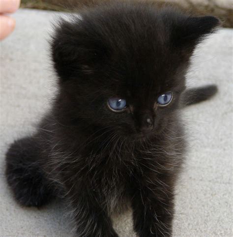 cute black kittens - Kittens Photo (41556714) - Fanpop