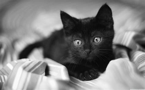 Black Kitten Desktop Wallpapers - Top Free Black Kitten Desktop Backgrounds - WallpaperAccess