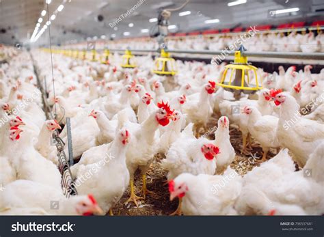 181,396 Poultry Farming Images, Stock Photos & Vectors | Shutterstock