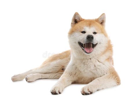 Cute Akita Inu Dog on White Stock Photo - Image of isolated, lying ...