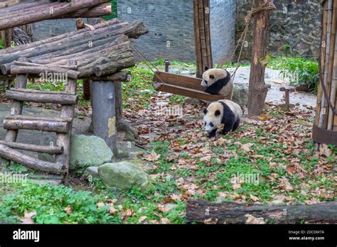 View of Giant Panda's in the Dujiangyan Panda Base Chengdu, Sichuan ...