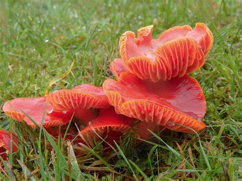 Wallpaper : world, autumn, red, wild, orange, nature, mushroom, beauty, field, Scotland, natural ...