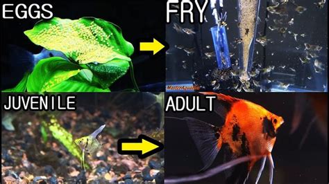 The life cycle of angelfish. From eggs, to fry, to juvenile, to adults. - YouTube | What is life ...