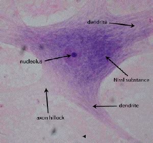 Neuron Microscope Slide