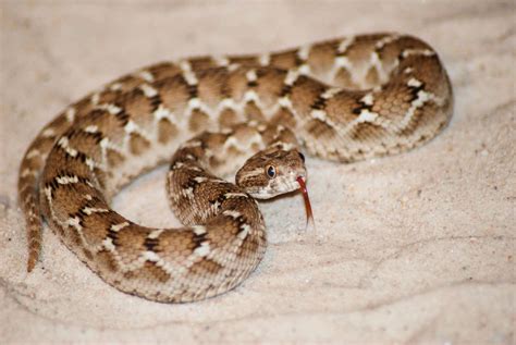 Fearsome Saw-Scaled Viper Bite - Animals Around The Globe