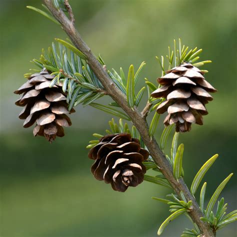 Tsuga canadensis #2 (Eastern Hemlock) - Scioto Gardens Nursery