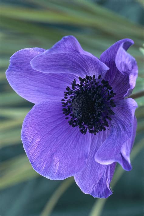 Best Anemone Flower Varieties