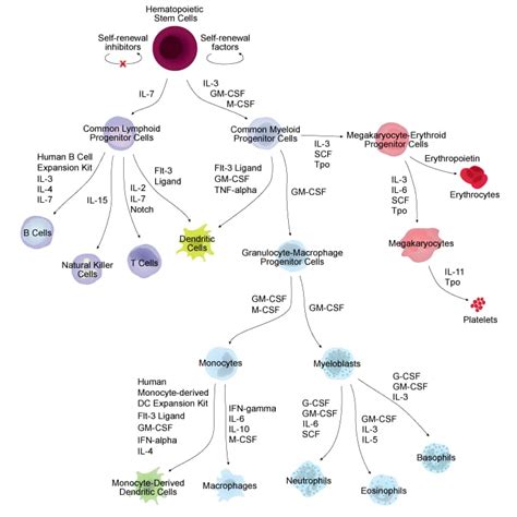 Hematopoietic Expansion Cytokine Panel (SMPK9): R&D Systems